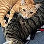Lemon And Tangerine joined the competition — help win amazing prizes! animal, cats, close_up, companion, couch, cozy, cute, domestic_cat, ears, feline, fur, household, indoor, orange_tabby_cat, pets, relaxing, remote_control, resting, striped_cat, whiskers