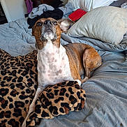 Luna is registered to the contest to win money with this photo: dog, bed, blanket, leopard_print, pillow, indoor, brown, white, fur, pet, canine, resting, curious, fur_pattern, domestic_animal, sleeping_area, fabric, comfort, animal, home