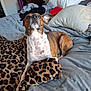 dog, bed, blanket, leopard_print, pillow, indoor, brown, white, fur, pet, canine, resting, curious, fur_pattern, domestic_animal, sleeping_area, fabric, comfort, animal, home