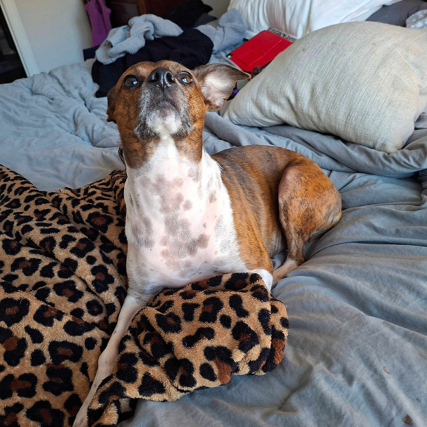 Luna is registered to the contest to win money with this photo: animal, bed, blanket, brown, canine, comfort, curious, dog, domestic_animal, fabric, fur, fur_pattern, home, indoor, leopard_print, pet, pillow, resting, sleeping_area, white