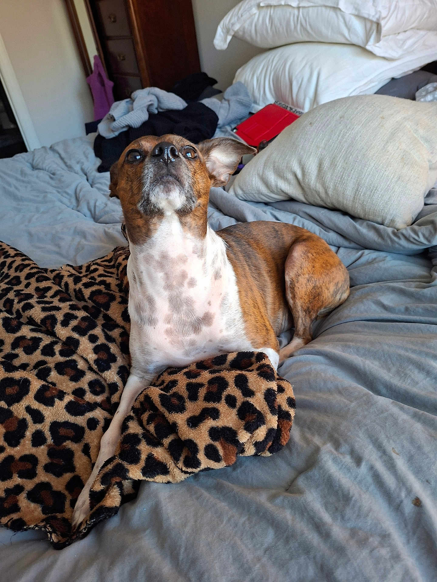 Luna is registered to the contest to win money with this photo: dog, bed, blanket, leopard_print, pillow, indoor, brown, white, fur, pet, canine, resting, curious, fur_pattern, domestic_animal, sleeping_area, fabric, comfort, animal, home