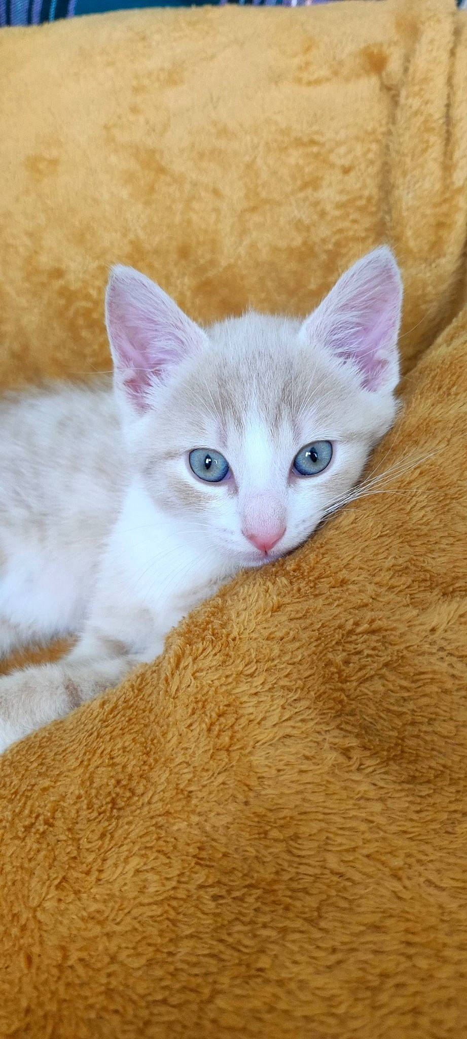 Djenga participe au concours pour gagner de l'argent avec cette photo : art, carnivore, cat, cat_supply, comfort, domestic_short_haired_cat, eye, fawn, felidae, fur, paw, small_to_medium_sized_cats, snout, tail, terrestrial_animal, whiskers, wood