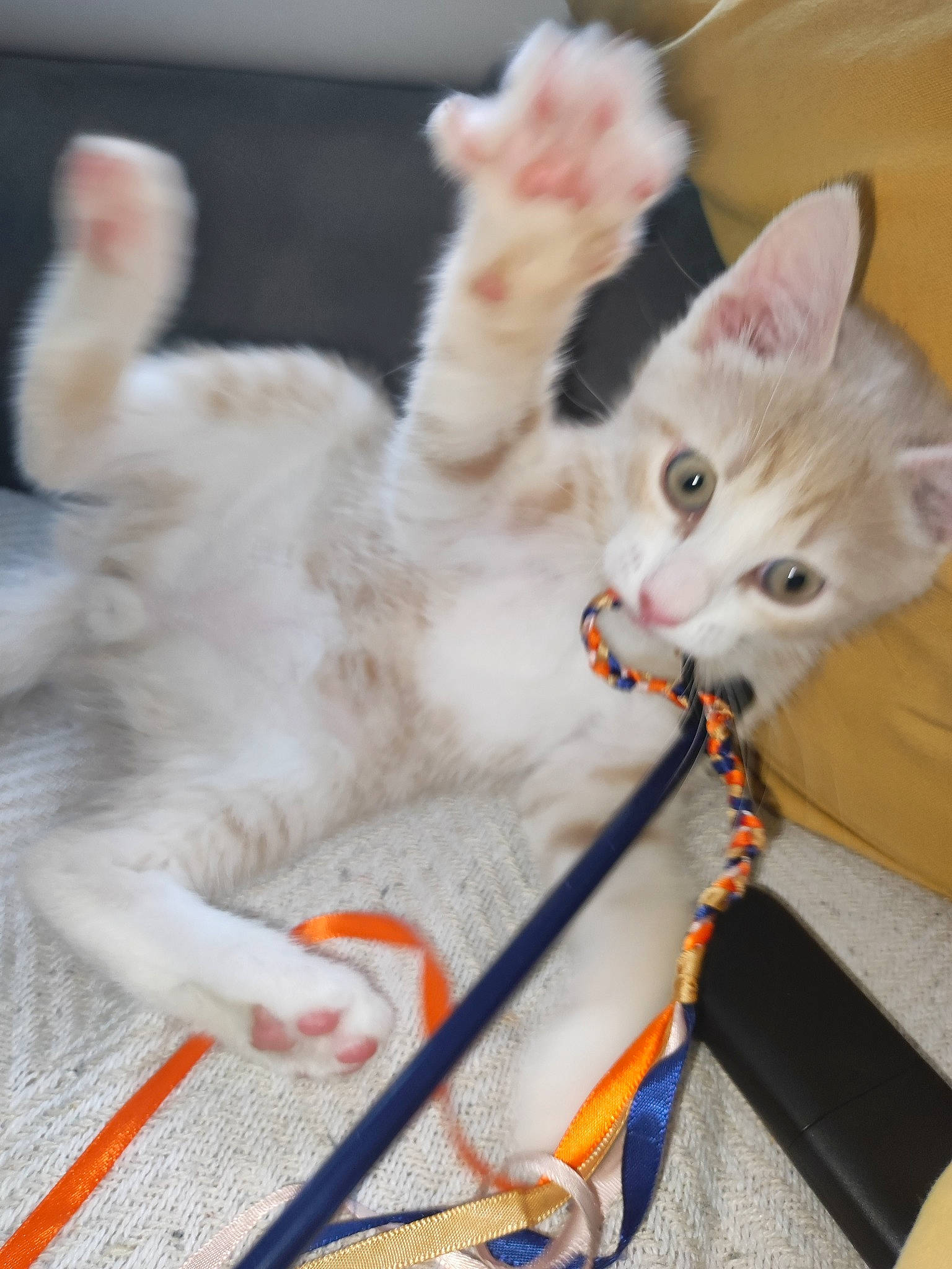 Djenga a rejoint le concours — aidez-le/la à gagner de superbes lots ! carnivore, cat, cat_toy, claw, collar, domestic_short_haired_cat, fawn, felidae, fur, paw, small_to_medium_sized_cats, tail, whiskers