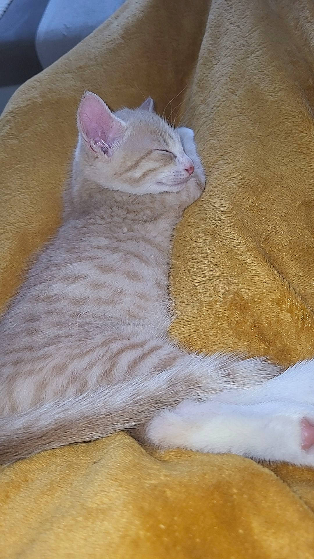 Djenga participe au concours pour gagner de l'argent avec cette photo : carnivore, cat, cat_bed, cat_supply, claw, comfort, domestic_short_haired_cat, fawn, felidae, fur, nap, paw, small_to_medium_sized_cats, snout, tail, terrestrial_animal, thread, whiskers, window, wood