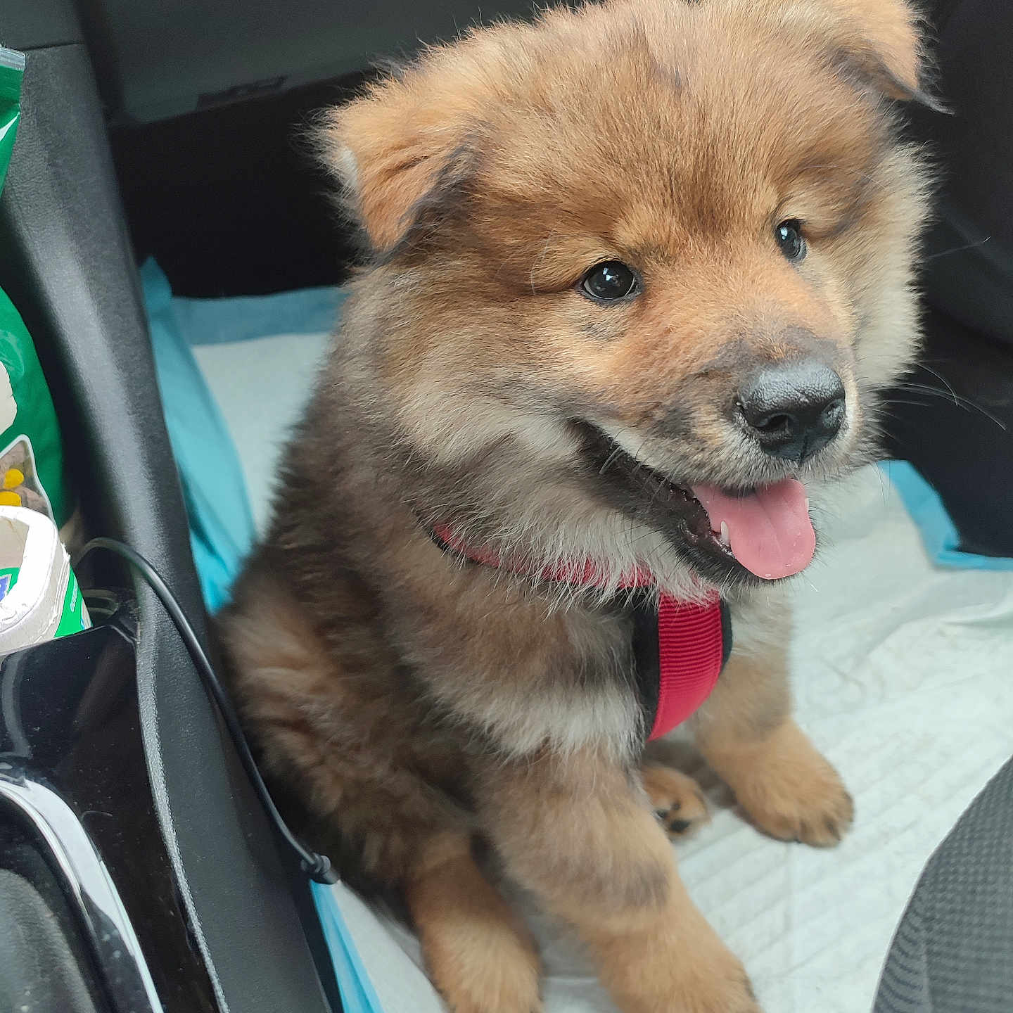 Volt a rejoint le concours — aidez-le/la à gagner de superbes lots ! alloywheel, animal, bodypart, canine, car, car_interior, carwheel, dog, goldenretriever, husky, machine, mouth, person, pet, puppy, spoke, tire, transportation, vehicle, wheel