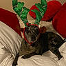 animal, black, blanket, brown, christmas, cozy, cute, decor, dog, fur, green, holiday_costume, indoor, laying_down, pet, pillow, red, reindeer_antlers, resting, spots