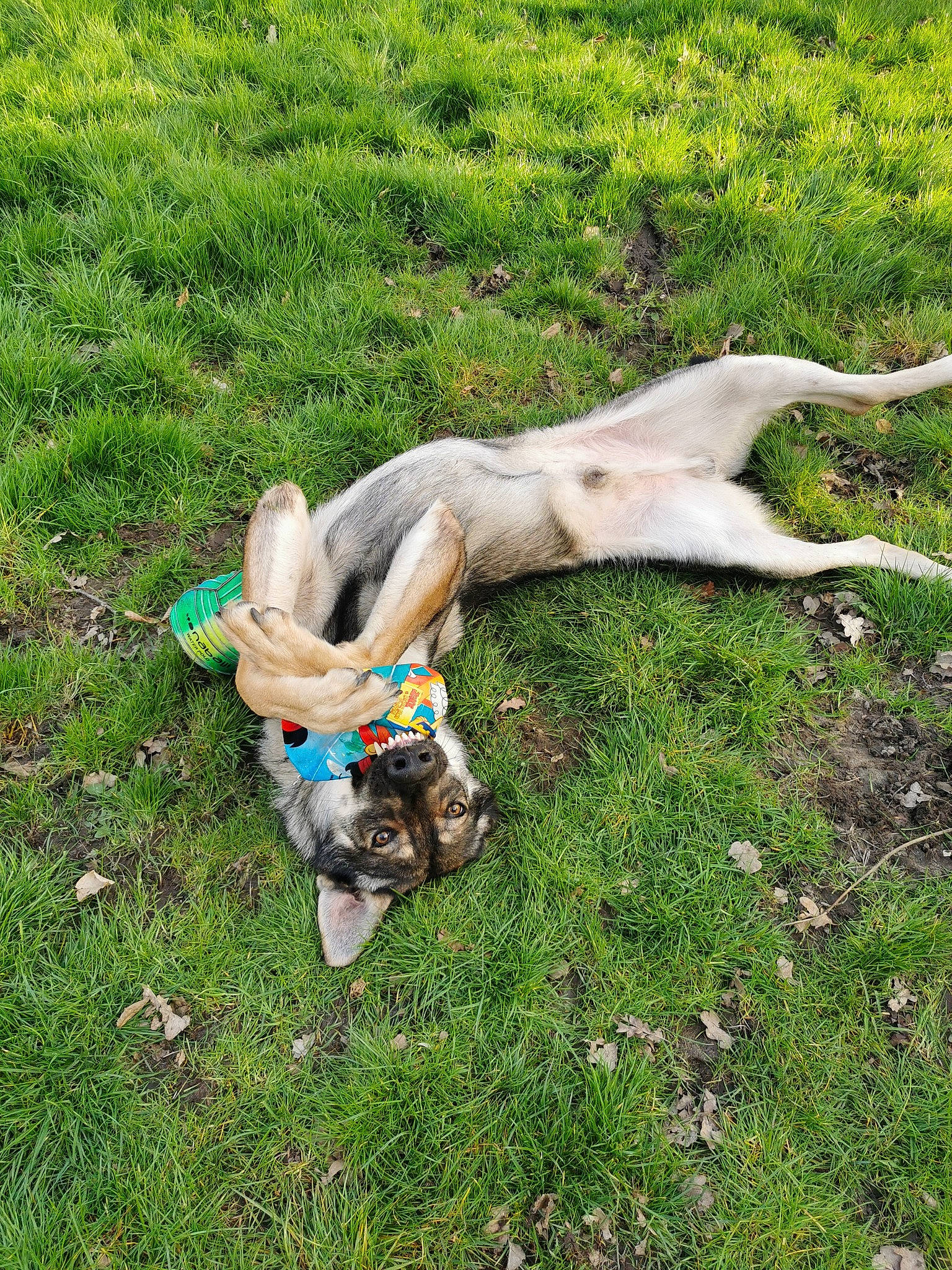 Venom a rejoint le concours — aidez-le/la à gagner de superbes lots ! canidae, fawn, grass, meadow, plant, sporting_group, tree, trunk, wood