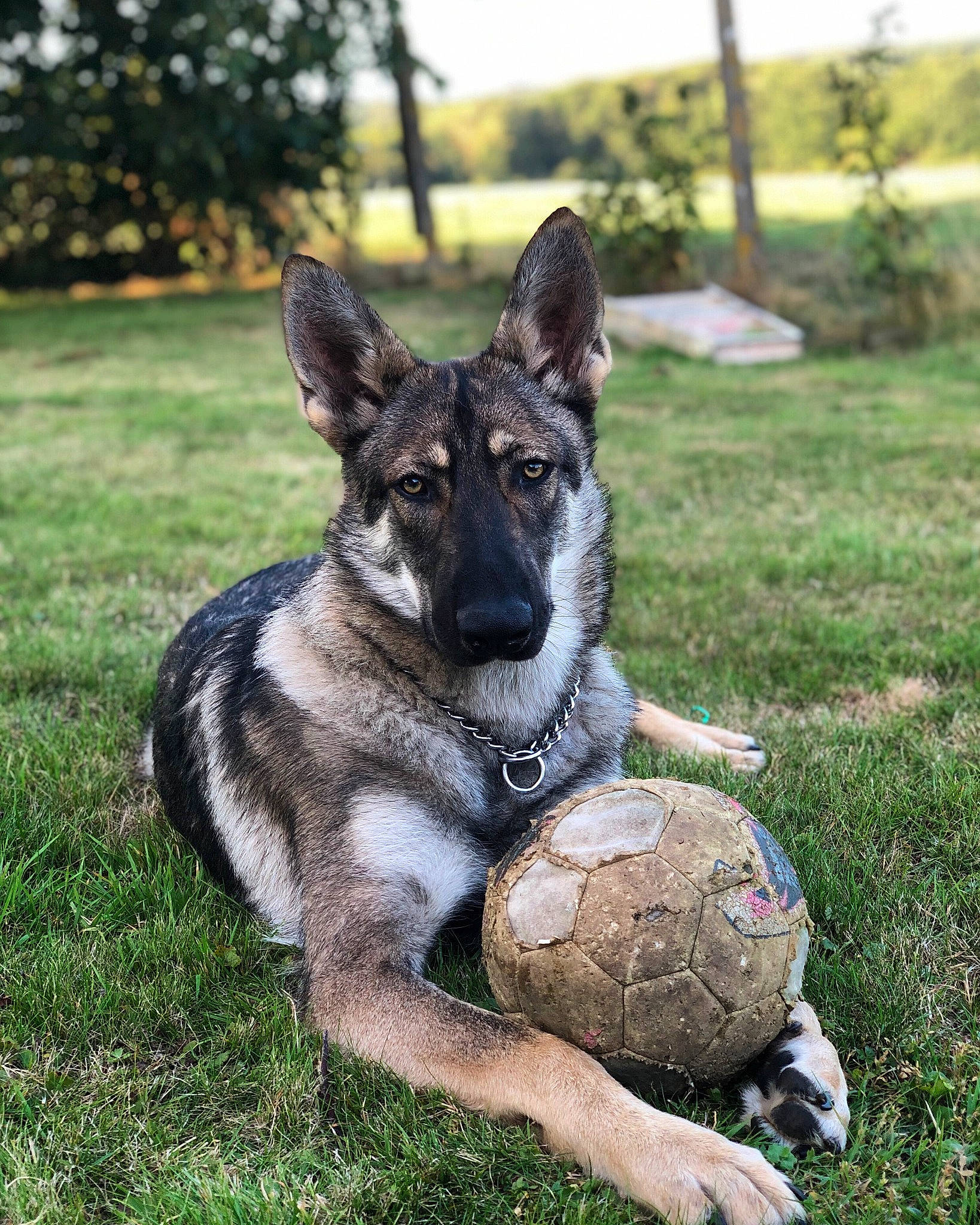 Venom a rejoint le concours — aidez-le/la à gagner de superbes lots ! canidae, carnivore, czechoslovakian_wolfdog, dog, dog_breed, german_shepherd_dog, grass, jamthund, kunming_wolfdog, mammal, native_american_indian_dog, norwegian_elkhound, rare_breed_dog, saarloos_wolfdog, shiloh_shepherd_dog, vertebrate, wolfdog