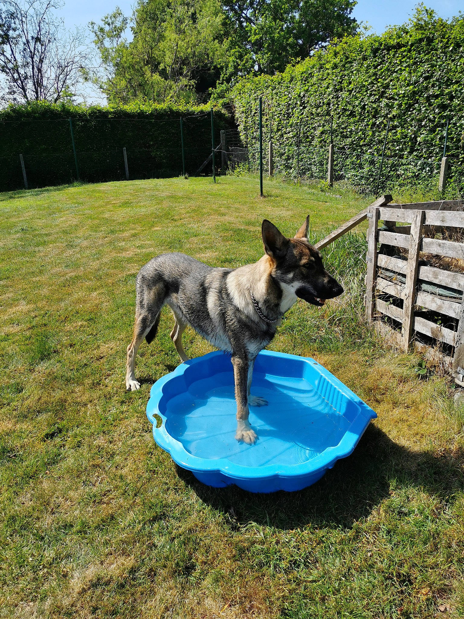Venom participe au concours pour gagner de l'argent avec cette photo : australian_cattle_dog, canidae, carnivore, dog, dog_breed, herding_dog, mammal, vertebrate, working_dog