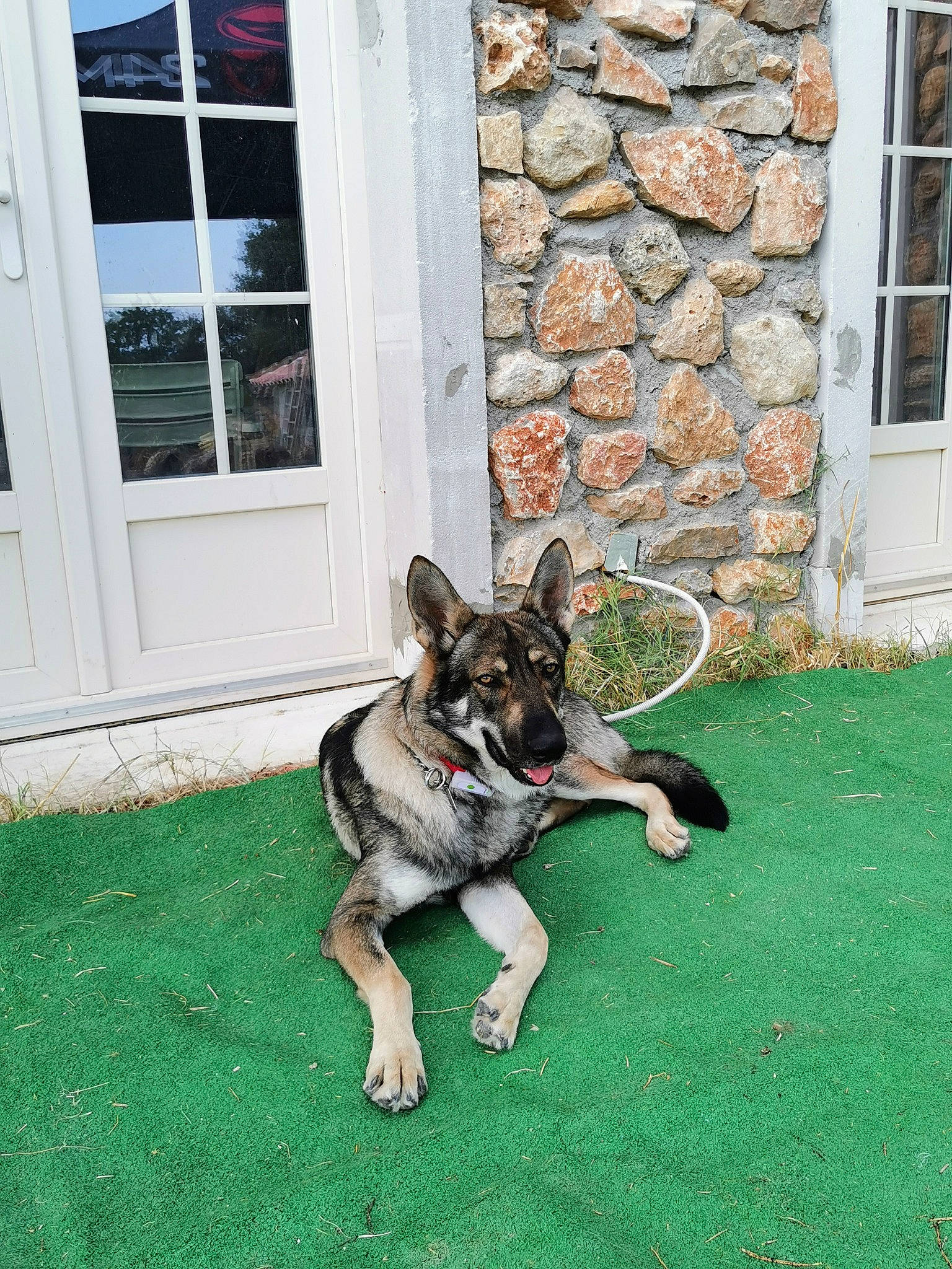 Venom a rejoint le concours — aidez-le/la à gagner de superbes lots ! canidae, carnivore, dog, dog_breed, east_european_shepherd, fawn, german_shepherd_dog, grass, king_shepherd, kunming_wolfdog, mammal, old_german_shepherd_dog, plant, shiloh_shepherd_dog, snout, vertebrate, wolfdog, working_dog