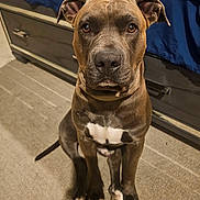 Bear Richard joined the competition — help win amazing prizes! animal, brown_dog, canine, carpet, companion, curtain, dog, domestic, dresser, ears, floor, fur, home, indoor, looking_at_camera, mammal, paws, pet, portrait, sitting