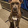 animal, brown_dog, canine, carpet, companion, curtain, dog, domestic, dresser, ears, floor, fur, home, indoor, looking_at_camera, mammal, paws, pet, portrait, sitting