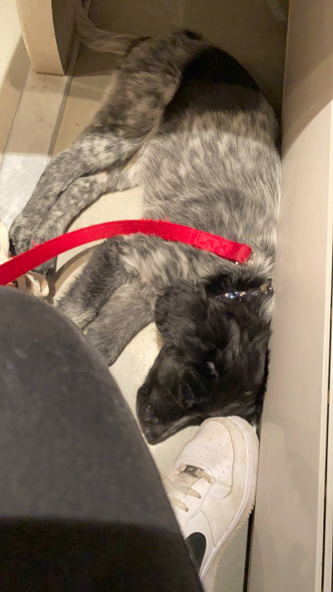 Rocky a rejoint le concours — aidez-le/la à gagner de superbes lots ! canidae, carnivore, collar, comfort, companion_dog, dog, dog_breed, dog_collar, fawn, fur, giant_dog_breed, guard_dog, human_leg, liver, non_sporting_group, pet_supply, snout, sporting_group, tail, working_animal