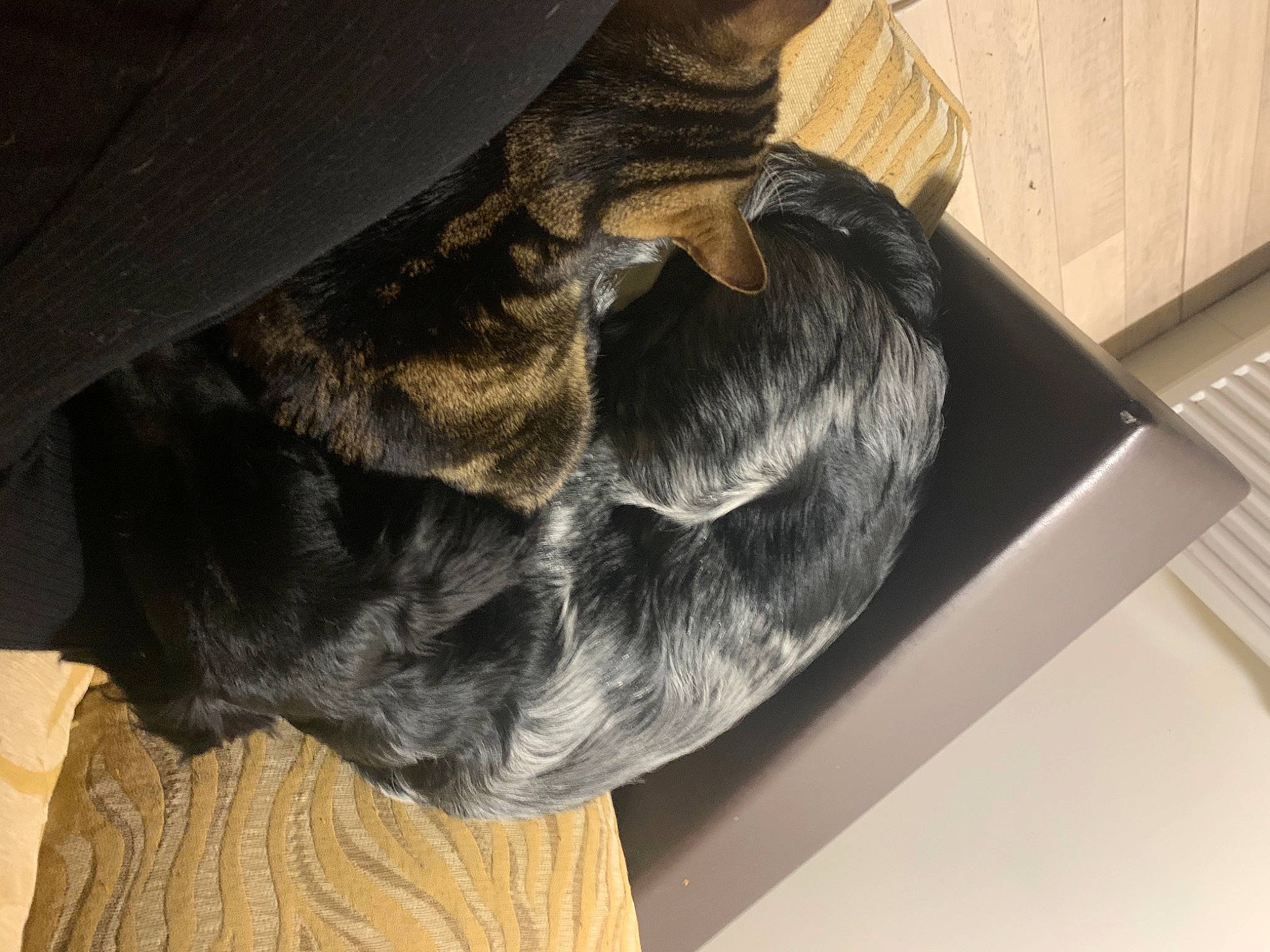 Rocky a rejoint le concours — aidez-le/la à gagner de superbes lots ! carnivore, companion_dog, dog, dog_breed, ear, fawn, felidae, flooring, fur, gesture, long_hair, mammal, natural_material, small_to_medium_sized_cats, snout, sporting_group, tail, vertebrate, whiskers, wood