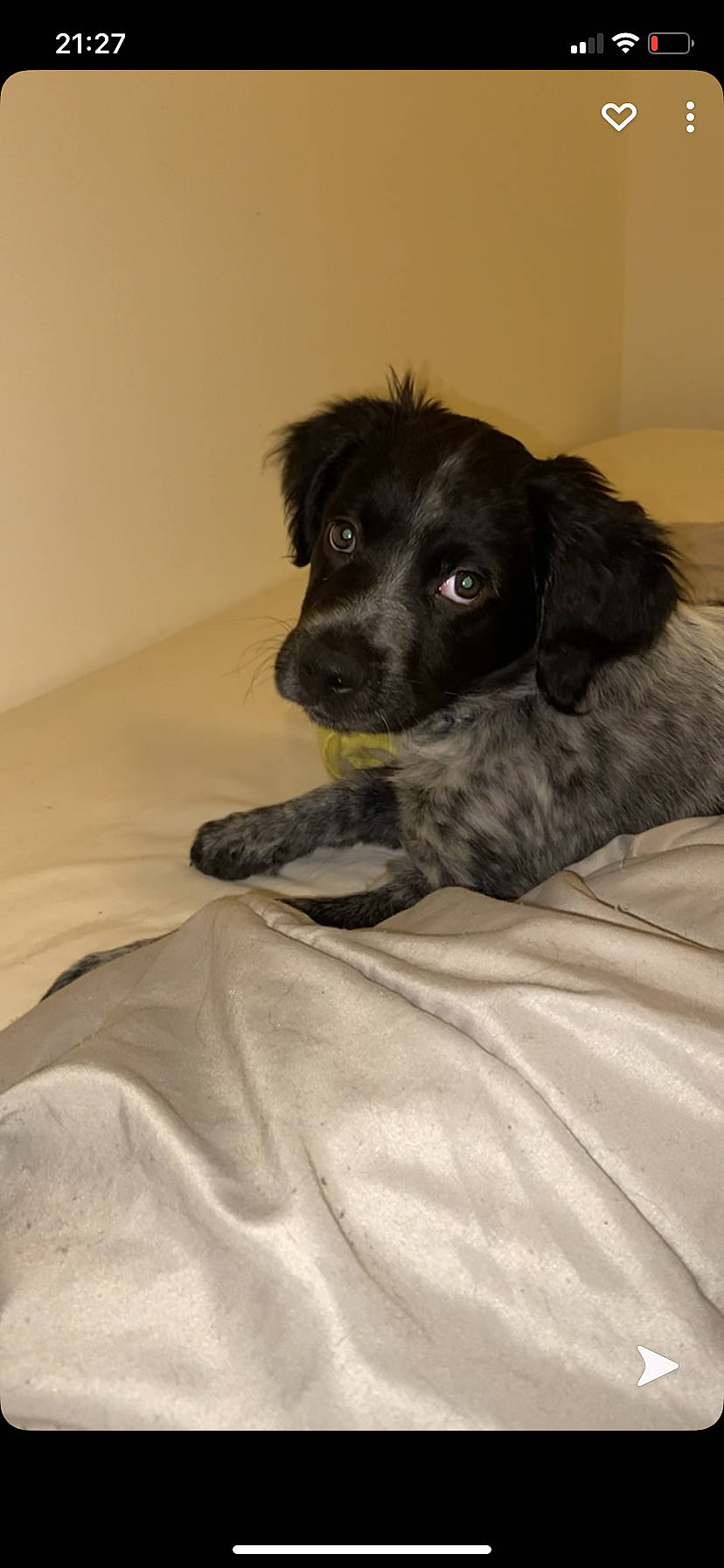 Rocky participe au concours pour gagner de l'argent avec cette photo : bed, borador, canidae, carnivore, comfort, companion_dog, dog, dog_breed, duvet, fur, gun_dog, linens, non_sporting_group, puppy, snout, sporting_group, whiskers, working_animal