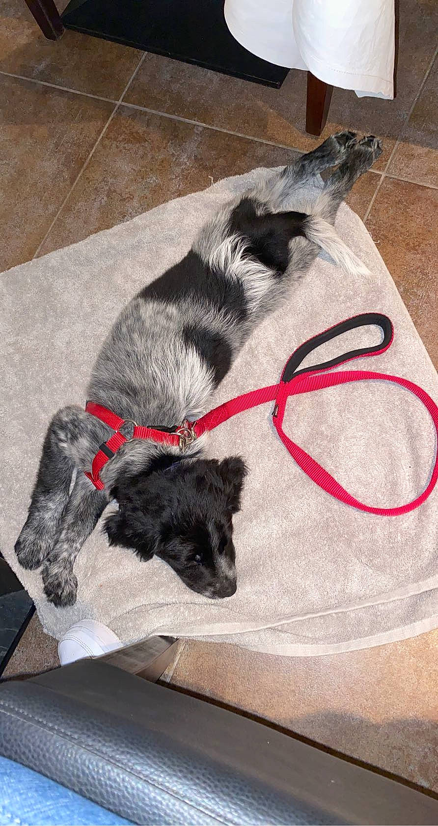 Rocky a rejoint le concours — aidez-le/la à gagner de superbes lots ! canidae, carnivore, claw, collar, companion_dog, dog, dog_breed, dog_collar, dog_supply, fawn, flooring, fur, guard_dog, leash, non_sporting_group, pet_supply, snout, sporting_group, tail, working_animal