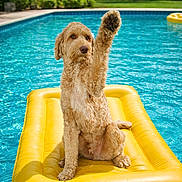 Spencer is registered to the contest to win money with this photo: backyard, canine, dog, float, goldendoodle, inflatable, outdoor, palm_trees, paw, pet, pool, portrait, raised_paw, relaxation, summer, sunshine, swimming_pool, water, wet_fur, yellow
