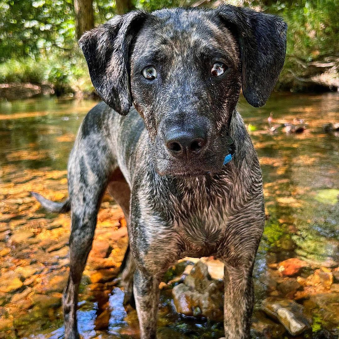 Apollo is registered to the contest to win money with this photo: animal, canine, creek, dog, grove, land, leaf, nature, outdoors, pet, plant, pointer, rainforest, rock, soil, stream, tree, vegetation, water, woodland