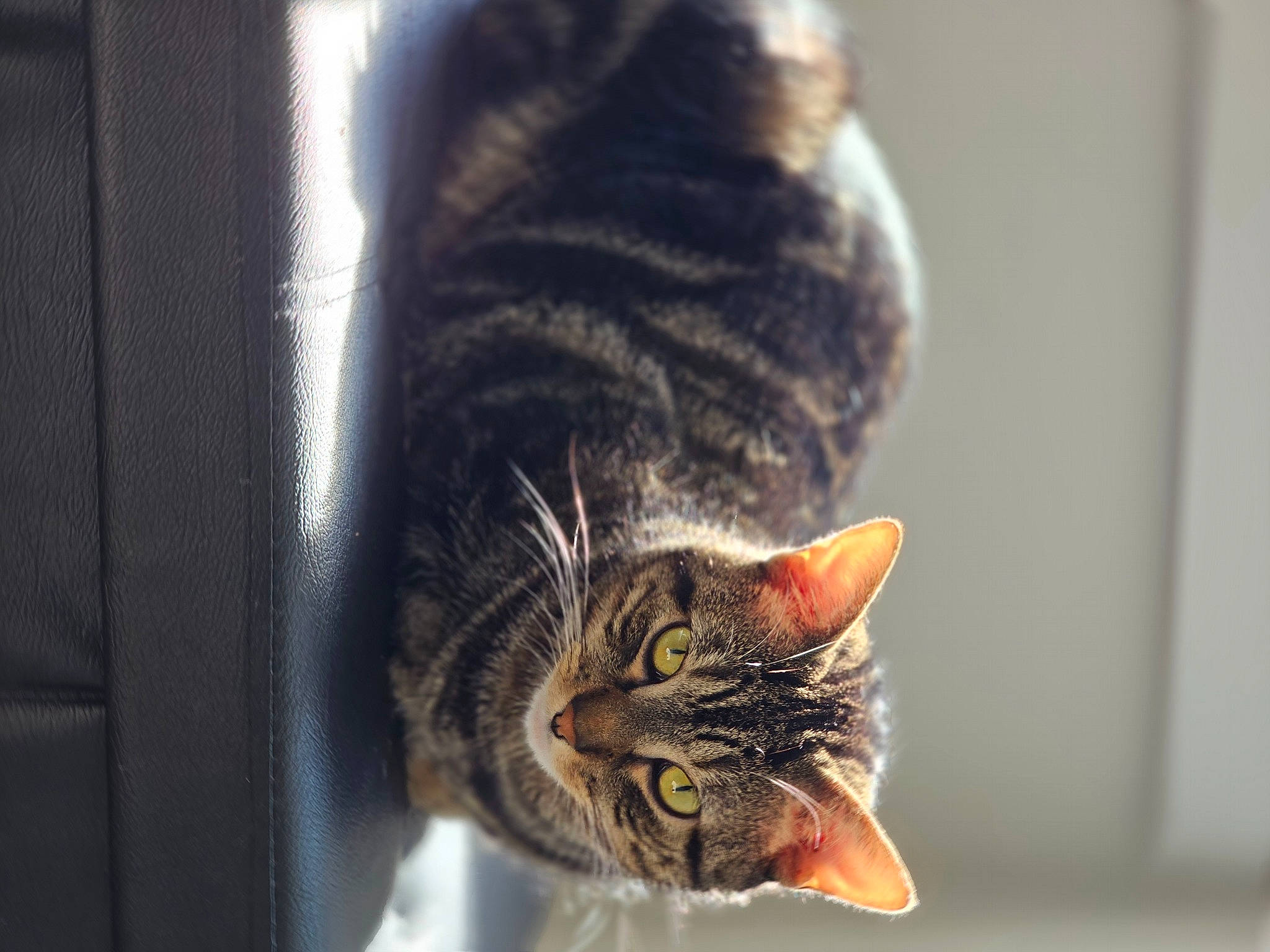 Boba joined the competition — help win amazing prizes! carnivore, cat, darkness, domestic_short_haired_cat, ear, felidae, fur, macro_photography, plant, small_to_medium_sized_cats, snout, tail, terrestrial_animal, tree, whiskers, wildlife, window