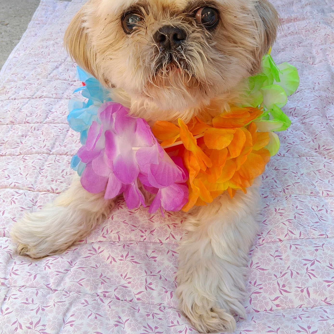 Gribouille participe au concours pour gagner de l'argent avec cette photo : accessory, adorable, animal, blanket, close_up, colorful, companion, cute, decorative, dog, flower_lei, fluffy, fur, laying_down, leisure, outdoor, pet, relaxed, small_dog, summer