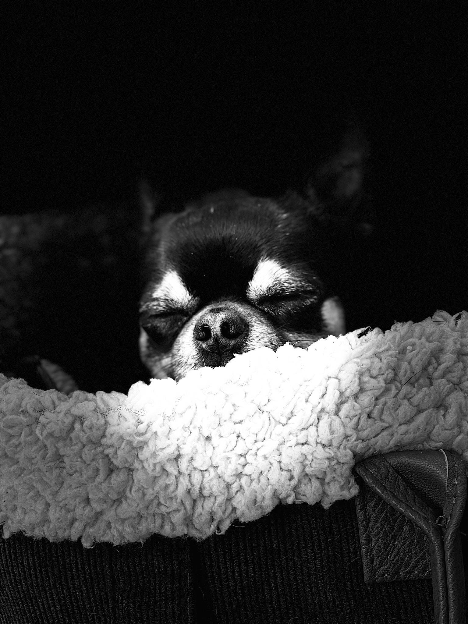 Oli a rejoint le concours — aidez-le/la à gagner de superbes lots ! canidae, carmine, carnivore, comfort, companion_dog, corgi_chihuahua, darkness, dog, dog_breed, fur, monochrome, monochrome_photography, sleep, snout, sporting_group, still_life_photography, terrestrial_animal, toy_dog, whiskers, working_animal