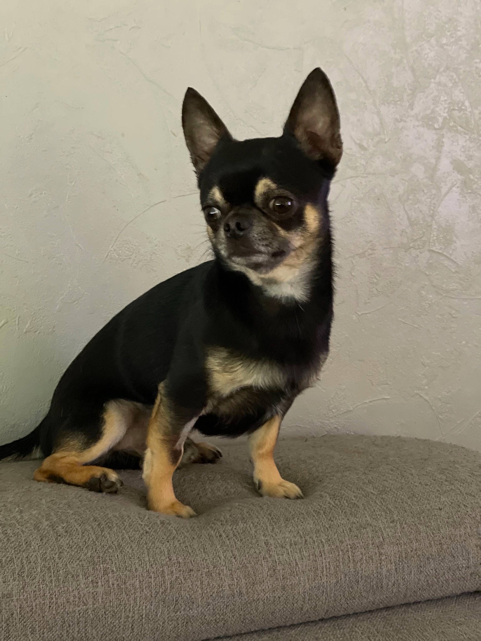 Oli participe au concours pour gagner de l'argent avec cette photo : ancient_dog_breeds, canidae, carnivore, chihuahua, companion_dog, dog, dog_breed, fawn, fur, grey, paw, puppy, snout, sporting_group, tail, terrestrial_animal, toy_dog, whiskers, working_animal, working_dog