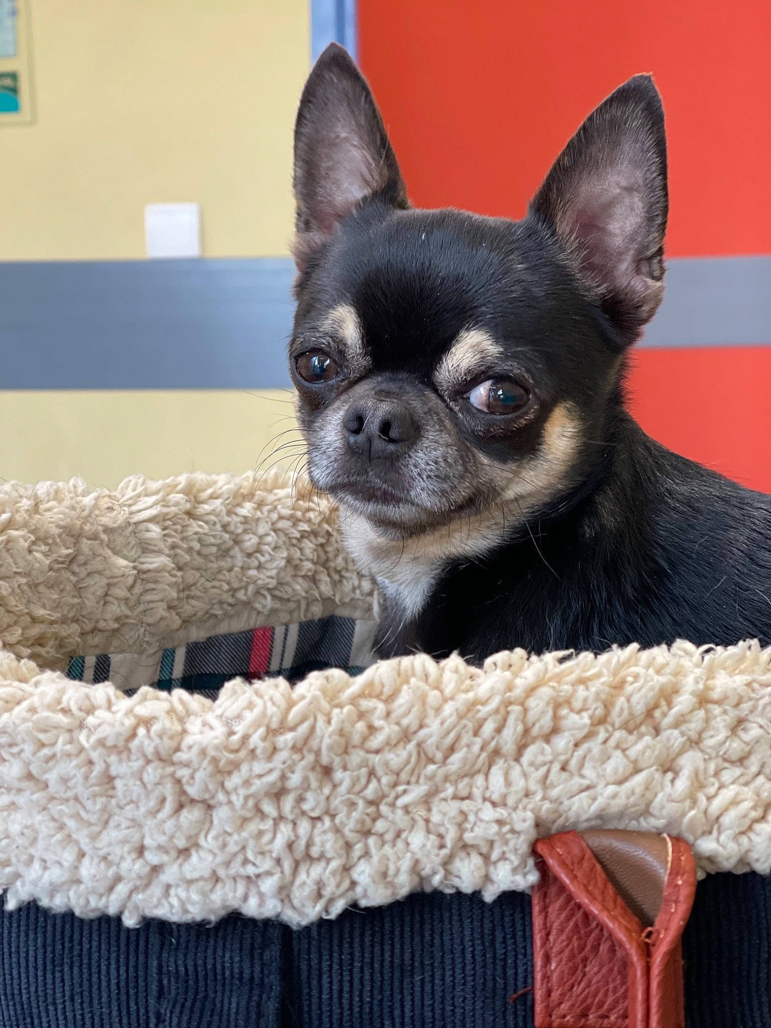 Oli a rejoint le concours — aidez-le/la à gagner de superbes lots ! canidae, carmine, carnivore, chihuahua, comfort, companion_dog, corgi_chihuahua, dog, dog_breed, ear, fawn, fur, non_sporting_group, puppy, snout, sporting_group, terrestrial_animal, toy_dog, whiskers, working_animal