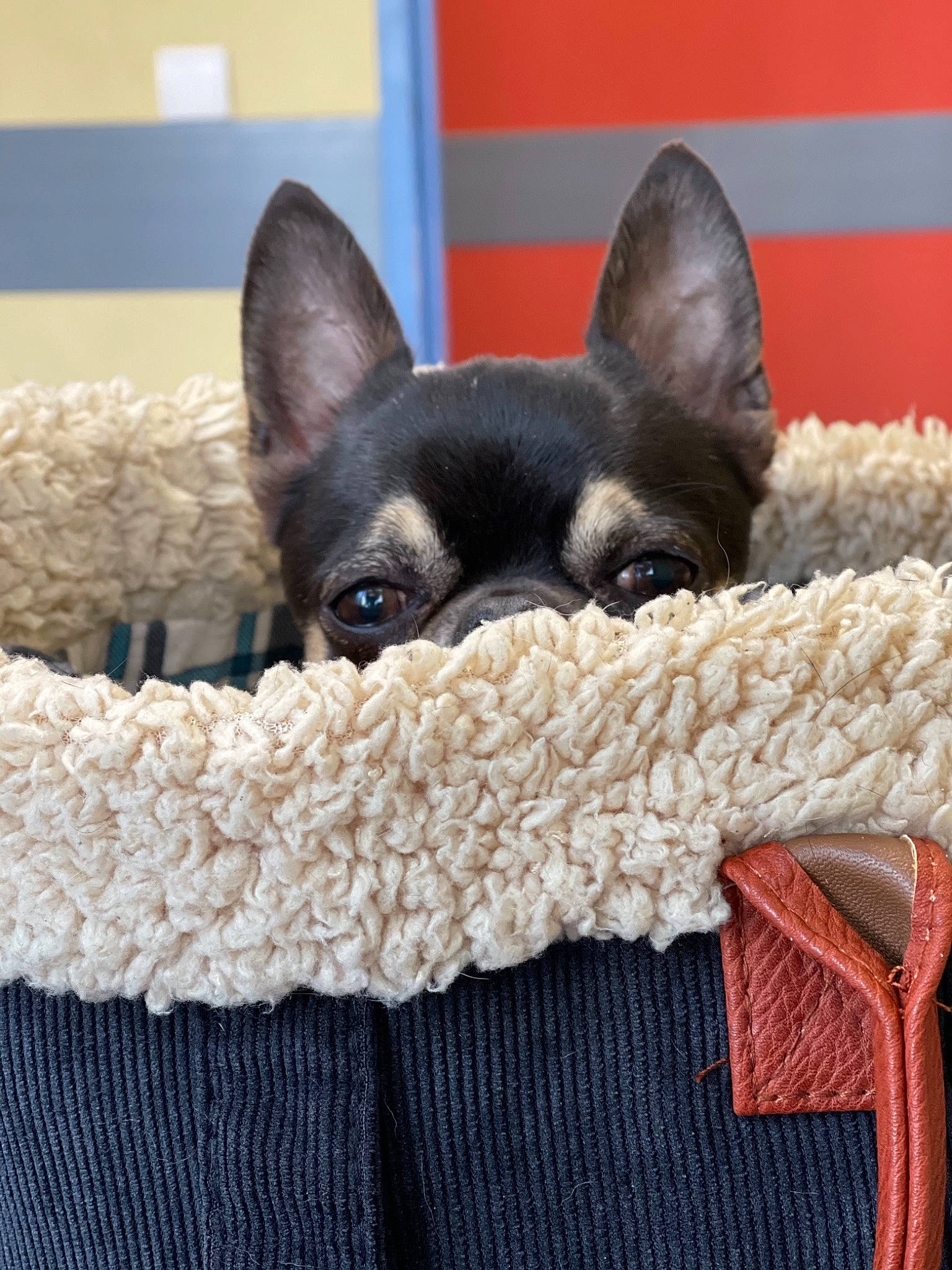 Oli a rejoint le concours — aidez-le/la à gagner de superbes lots ! canidae, carnivore, collar, comfort, companion_dog, dog, dog_breed, embellishment, fawn, felidae, fur, linens, pattern, small_to_medium_sized_cats, snout, sporting_group, tail, toy_dog, whiskers, working_animal