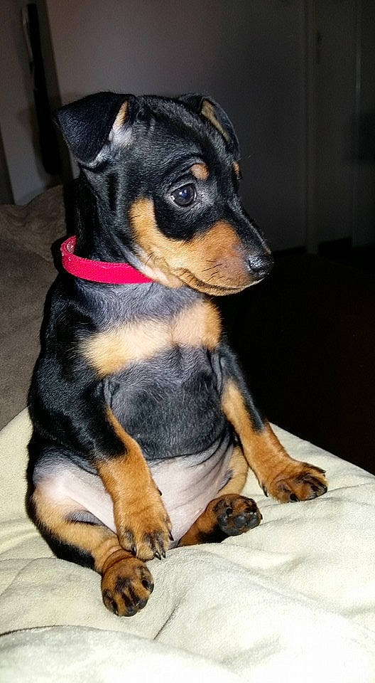 Bébé Iona participe au concours pour gagner de l'argent avec cette photo : austrian_black_and_tan_hound, black_and_tan_terrier, canidae, carnivore, companion_dog, dog, dog_breed, english_toy_terrier, german_pinscher, huntaway, mammal, manchester_terrier, miniature_pinscher, pinscher, prazsky_krysarik, puppy, snout, toy_manchester_terrier, transylvanian_hound, vertebrate