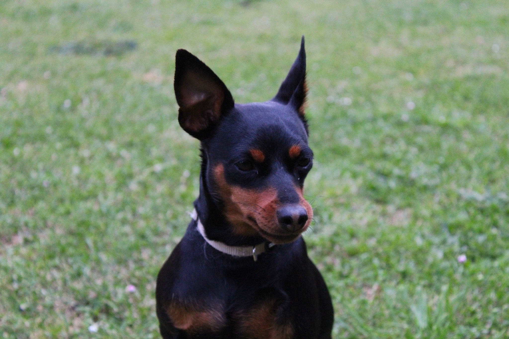 Lola participe au concours pour gagner de l'argent avec cette photo : black_and_tan_terrier, canidae, carnivore, dobermann, dog, dog_breed, english_toy_terrier, german_pinscher, guard_dog, mammal, manchester_terrier, miniature_pinscher, pinscher, prazsky_krysarik, rare_breed_dog, snout, toy_dog, toy_manchester_terrier, vertebrate, working_dog