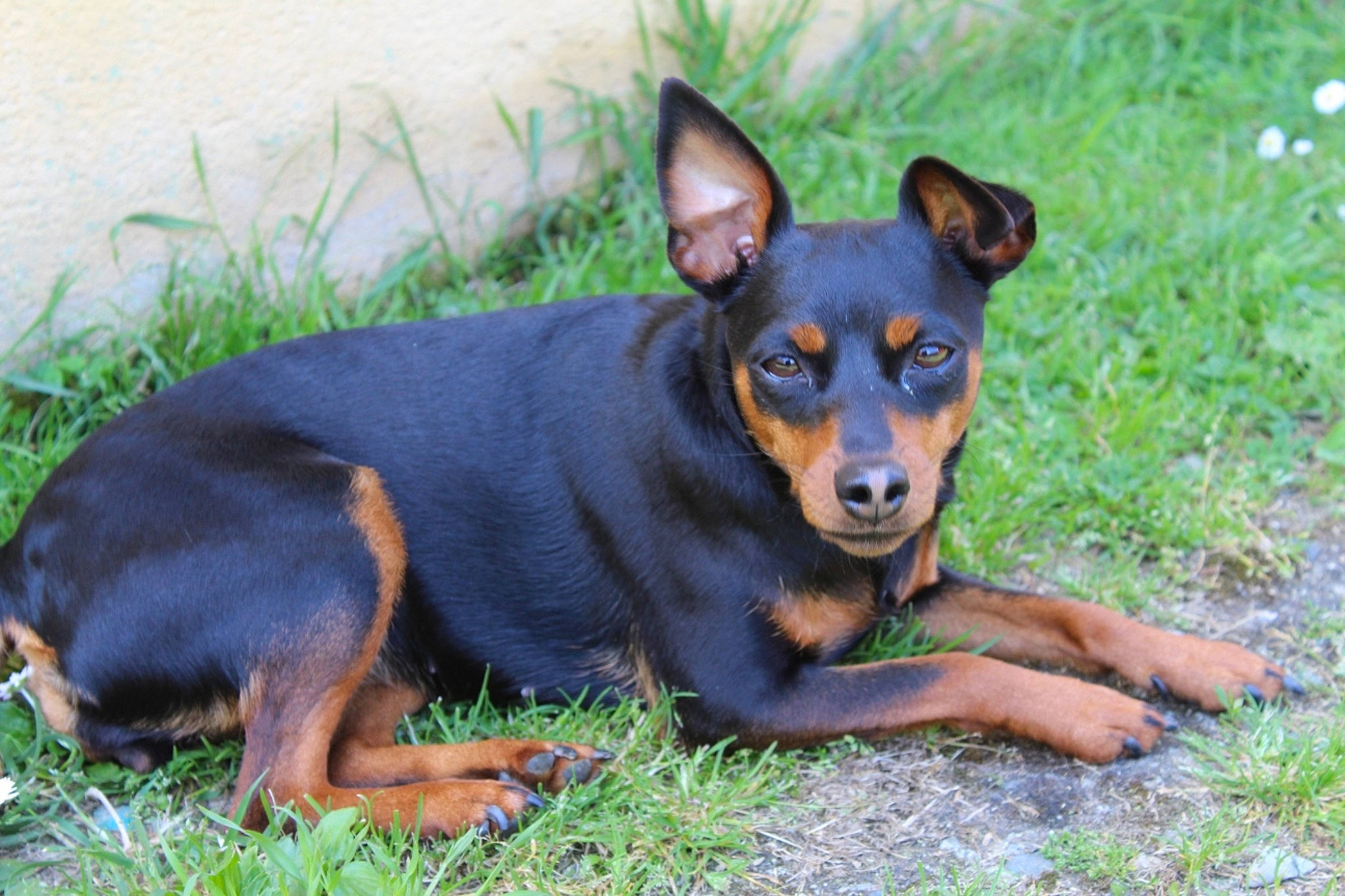 Lola a rejoint le concours — aidez-le/la à gagner de superbes lots ! black_and_tan_terrier, canidae, carnivore, companion_dog, dobermann, dog, dog_breed, english_toy_terrier, german_pinscher, guard_dog, lancashire_heeler, mammal, manchester_terrier, miniature_pinscher, pinscher, prazsky_krysarik, rare_breed_dog, toy_dog, toy_manchester_terrier, vertebrate