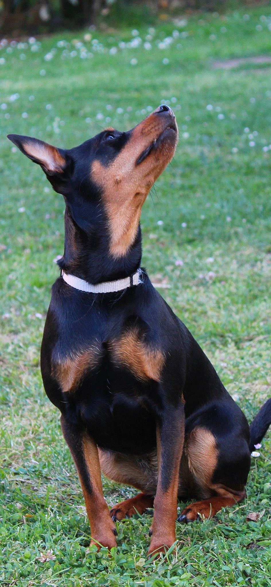 Lola participe au concours pour gagner de l'argent avec cette photo : australian_kelpie, black_and_tan_terrier, canidae, carnivore, dobermann, dog, dog_breed, english_toy_terrier, german_pinscher, guard_dog, hunting_dog, mammal, manchester_terrier, miniature_pinscher, pinscher, prazsky_krysarik, toy_dog, toy_manchester_terrier, vertebrate, working_dog