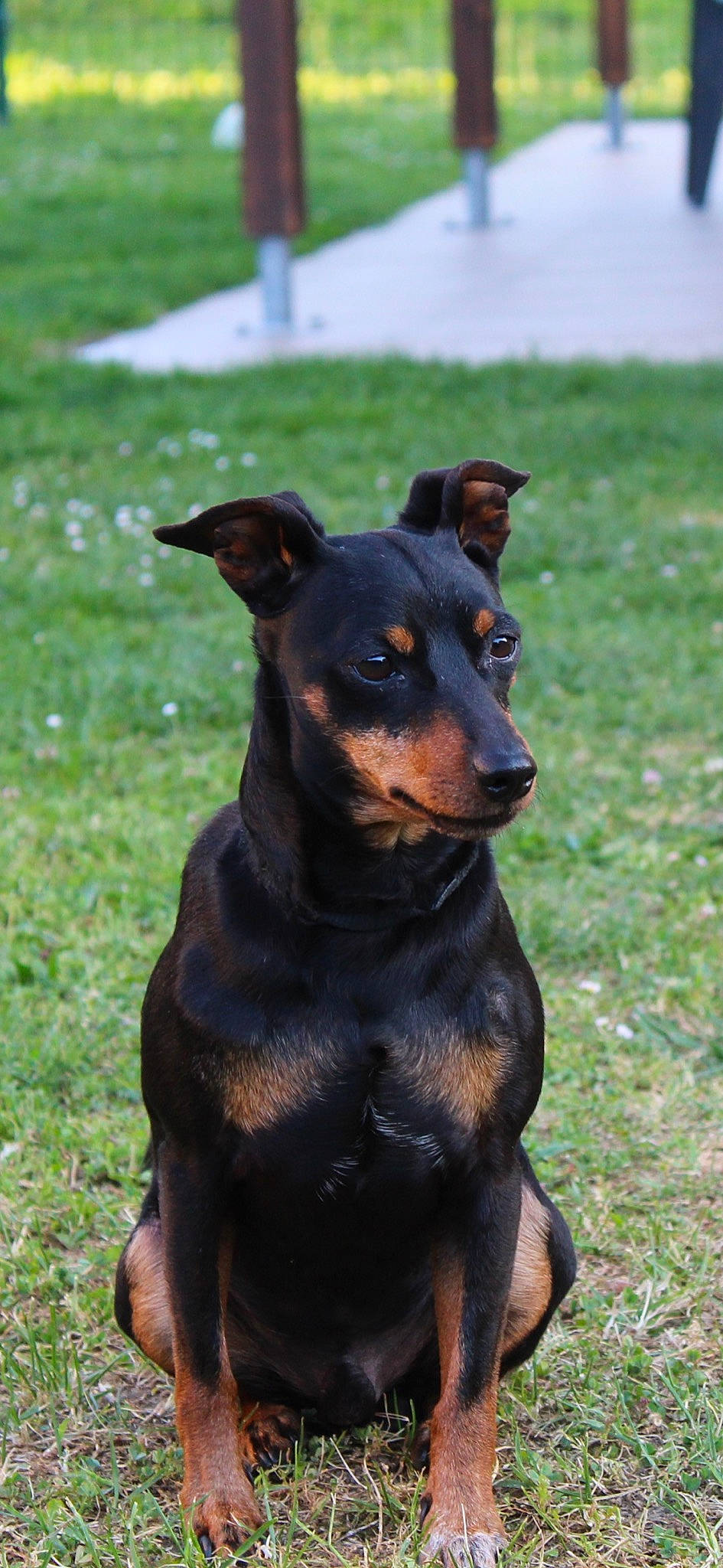 Irish participe au concours pour gagner de l'argent avec cette photo : beauceron, black_and_tan_terrier, canidae, carnivore, dobermann, dog, dog_breed, english_toy_terrier, german_pinscher, guard_dog, huntaway, mammal, manchester_terrier, miniature_pinscher, pinscher, rare_breed_dog, snout, toy_manchester_terrier, vertebrate, working_dog