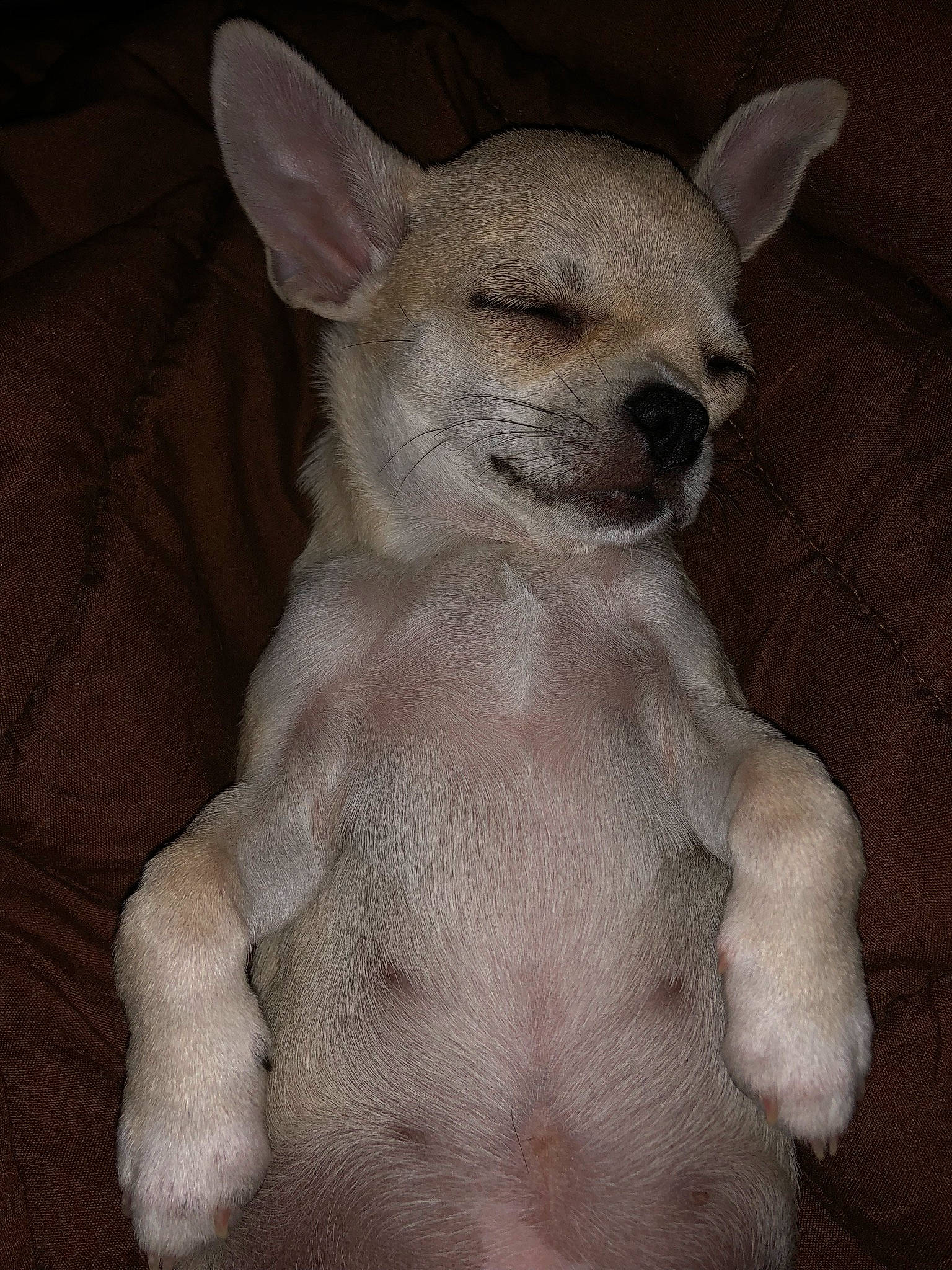 Pimkie a rejoint le concours — aidez-le/la à gagner de superbes lots ! canidae, carnivore, chihuahua, companion_dog, dog, dog_breed, dog_supply, ear, fawn, fur, non_sporting_group, paw, snout, sporting_group, tail, terrestrial_animal, toy_dog, whiskers, wildlife, working_animal