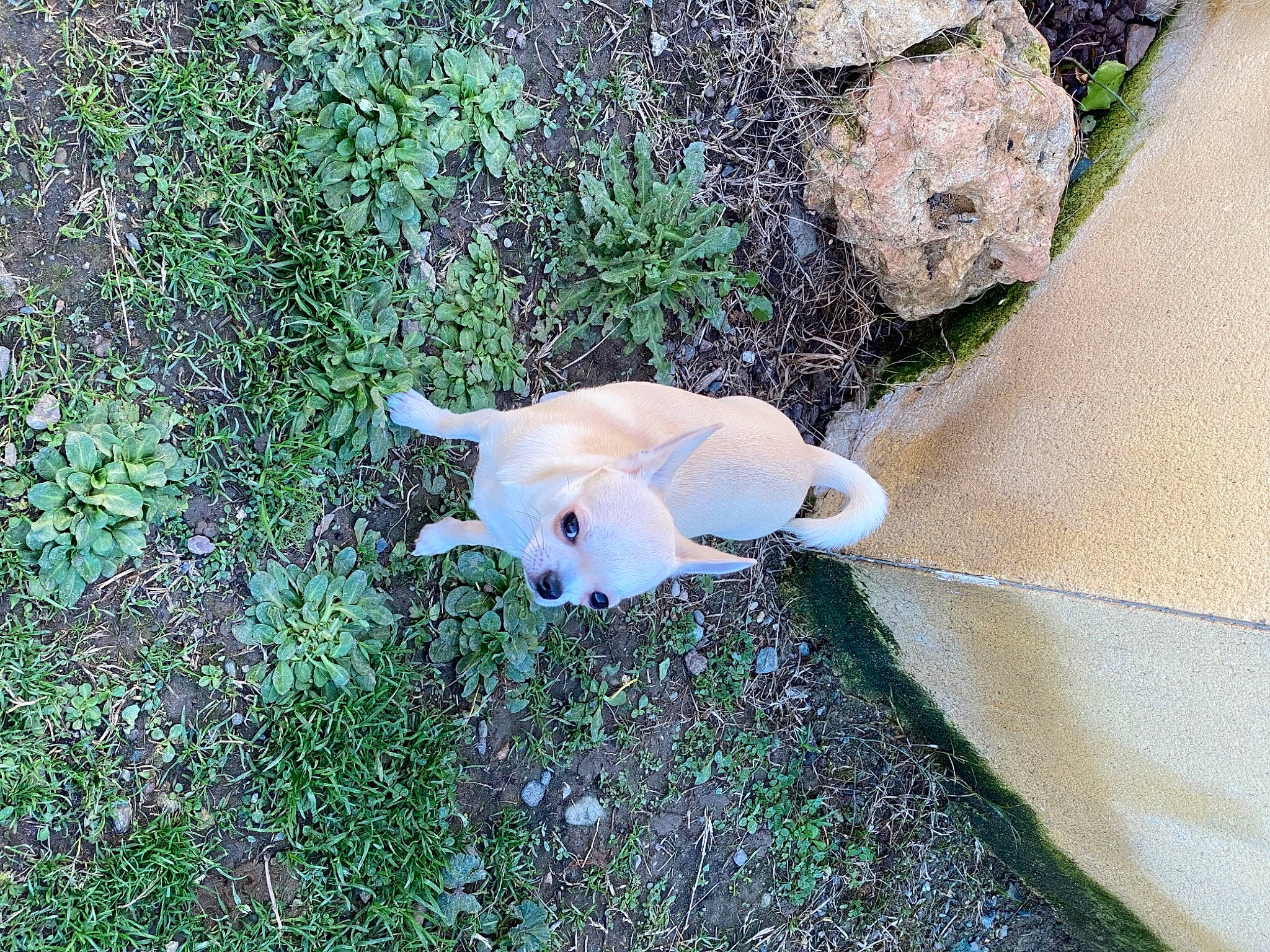 Pimkie a rejoint le concours — aidez-le/la à gagner de superbes lots ! art, carnivore, companion_dog, dog, fashion_accessory, fawn, grass, groundcover, organism, plant, shadow, shrub, soil, tail, terrestrial_animal, toy, toy_dog, wing, wood, working_animal