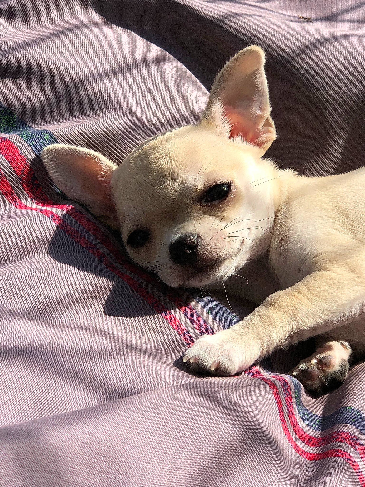 Pimkie participe au concours pour gagner de l'argent avec cette photo : canidae, carmine, carnivore, comfort, companion_dog, dog, dog_breed, dog_supply, ear, eye, fawn, fur, pattern, puppy, snout, sporting_group, terrestrial_animal, toy_dog, whiskers, working_animal