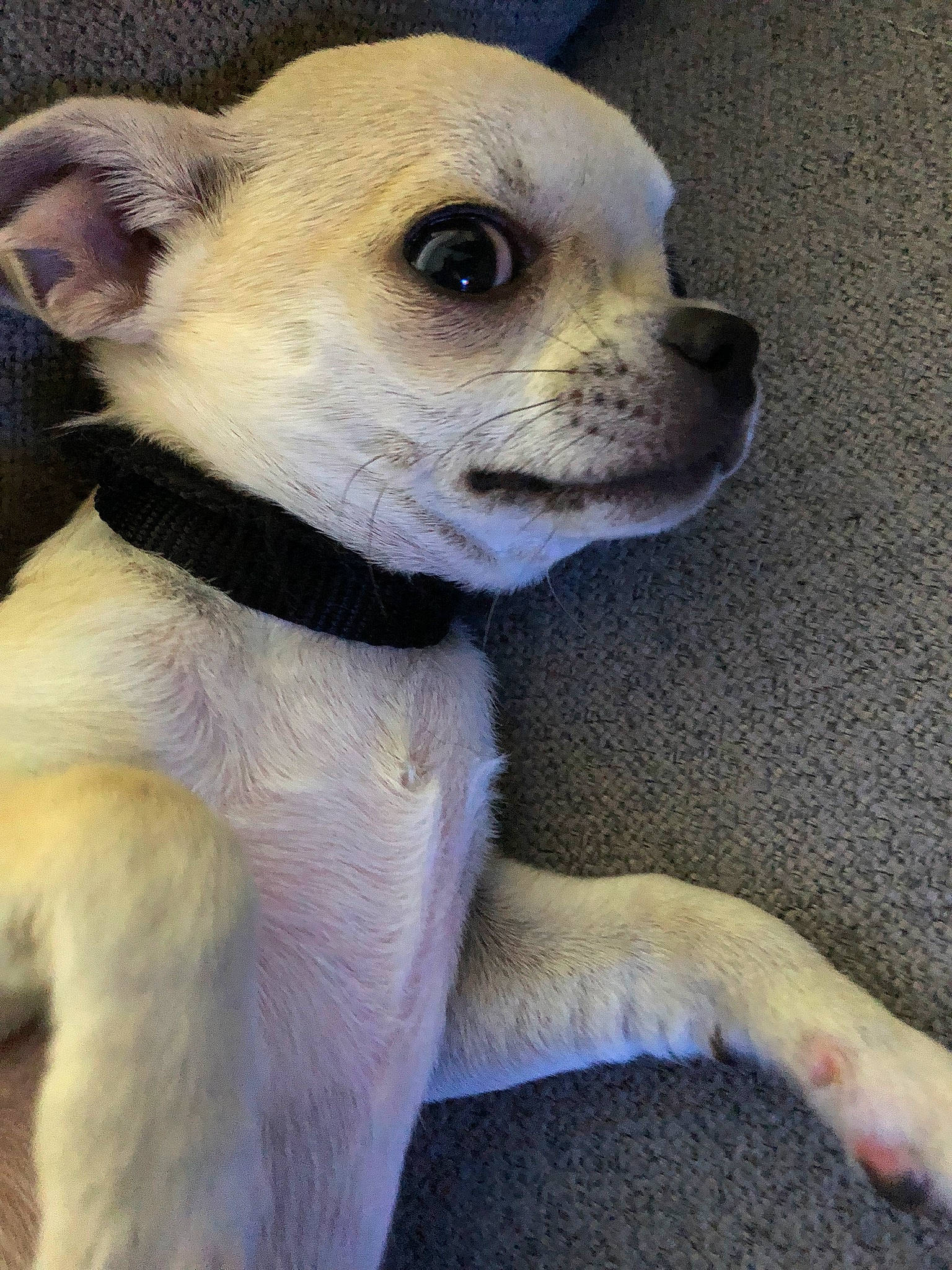 Pimkie a rejoint le concours — aidez-le/la à gagner de superbes lots ! canidae, carnivore, chihuahua, companion_dog, dog, dog_breed, ear, eye, fawn, fur, non_sporting_group, pet_supply, plant, puppy, sporting_group, stuffed_toy, terrestrial_animal, toy_dog, whiskers, working_animal