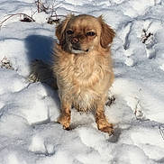 Sunny Castro joined the competition — help win amazing prizes! animal, canine, cold, cute, daylight, dog, fluffy, fur, light_brown, mammal, nature, outdoor, paw, pet, portrait, shadow, sitting, small_dog, snow, winter