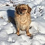 animal, canine, cold, cute, daylight, dog, fluffy, fur, light_brown, mammal, nature, outdoor, paw, pet, portrait, shadow, sitting, small_dog, snow, winter