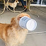 Sunny Castro is registered to the contest to win money with this photo: animal, concrete_floor, cup, cute, daytime, dog, domestic_animal, door, fence, funny, glass_door, golden_dog, legs, outdoor, patio, person, pet, small_dog, starbucks_cup, wicker_chair