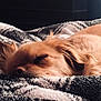 Sunny Castro joined the competition — help win amazing prizes! animal, blanket, calm, closeup, comfort, cozy, cute, dog, domestic, fur, furry, indoors, nap, peaceful, pet, relaxation, resting, sleeping, soft, warm