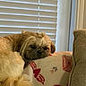 Misu joined the competition — help win amazing prizes! dog, pet, blanket, heart, envelope, window, blinds, couch, fur, relaxed, indoor, cozy, resting, animal, cute, small_dog, home, soft_lighting, comfort, sleepy