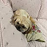 Misu joined the competition — help win amazing prizes! dog, small_dog, fluffy, resting, couch, sofa, pillow, floral_pillow, indoor, pet, cute, sleepy, relaxed, home, furniture, beige, brown, fur, companion, cozy