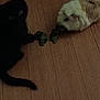black_cat, guinea_pig, wooden_floor, pet, animal, indoor, leafy_greens, dark, low_light, furry, cute, small_animal, companion, nibble, curious, sharing, playful, eyes, tail, floor