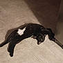animal, black_cat, cat, cute, ears, feline, floor, fridge, home, indoor, lying_down, metal_surface, paw, pet, relaxed, shadow, stretching, tile_floor, whiskers, white_patch