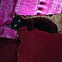 animal, black_cat, cozy, curious, cushion, cute, domestic_cat, feline, furniture, home, indoor, kitten, pet, playful, purple_curtain, resting, shadow, small, soft_texture, wide_eyes