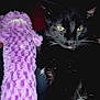 animal, black_cat, cat, close_up, cute, dark_background, eyes, feline, fluffy, indoor, mammal, night, pet, playful, portrait, purple_toy, shadow, soft_toy, toy, whiskers