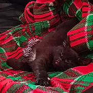 Dutchy is registered to the contest to win money with this photo: kitten, black_cat, sleeping, blanket, plaid, red, green, cozy, pet, fur, paw, relaxing, indoors, couch, resting, cute, animal, feline, soft, napping