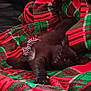 kitten, black_cat, sleeping, blanket, plaid, red, green, cozy, pet, fur, paw, relaxing, indoors, couch, resting, cute, animal, feline, soft, napping