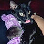 animal, black_cat, cat, claw, close_up, cozy, cute, domestic_cat, feline, furry, human_arm, indoor, licking, paw, pet, playful, purple_toy, resting, soft, toy